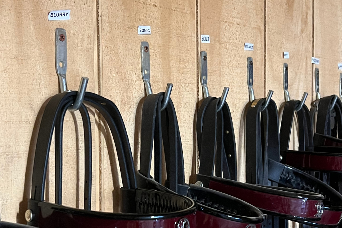 Labels on Bridles